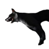 野犬の死骸