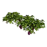 ブドウのつる草
