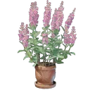 セージの鉢植え