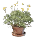 ブリットルブッシュの鉢植え