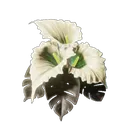 カラ・ルナ