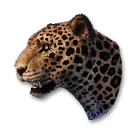 ジャガーのヴェスティージ